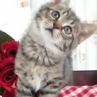 仲良し兄妹『コナミ』ちゃん♀