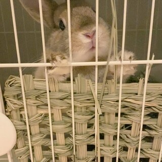 お顔がまんまるなイケメン【ぴのくん】