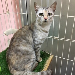 殺処分予定だった美猫さん