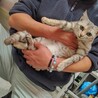 殺処分予定だった美猫さん サムネイル2