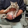 殺処分予定だった美猫さん サムネイル3