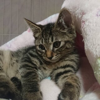 キュートなキジトラ仔猫のキキちゃん！