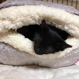とても魅力的な黒猫仔猫のポポちゃん！