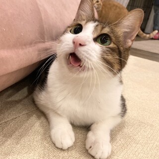 舌がチャームポイント☆ゴンちゃん
