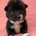 保健所からレスキューした子犬♀ちぃちゃん