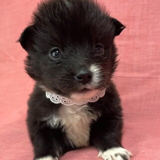 保健所からレスキューした子犬♀ちぃちゃん