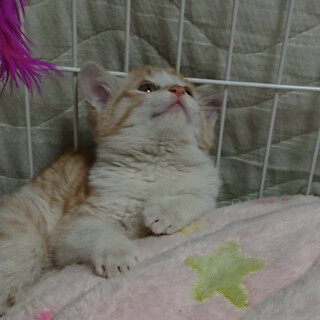 抱っこ大好き茶白仔猫のミルクちゃん！