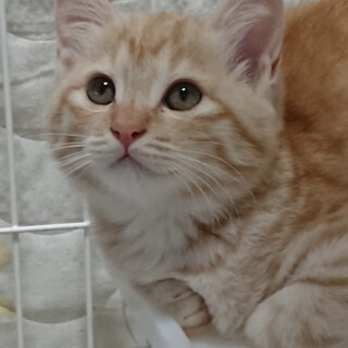 イケニャン薄茶トラ仔猫の大河ちゃん！