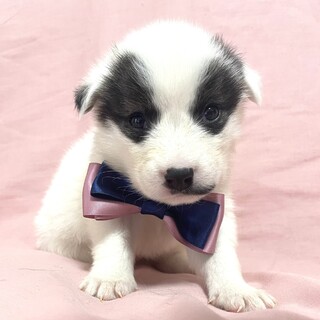 保健所からレスキューした子犬♂翔