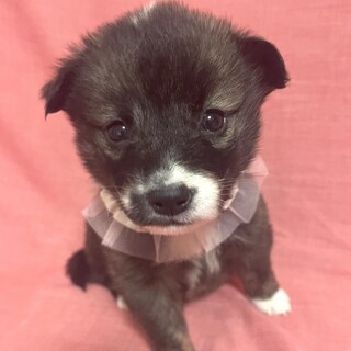 保健所からレスキューした子犬♀ベリー