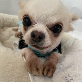 狭いケージの中でずっと頑張ってきた『うる』くん