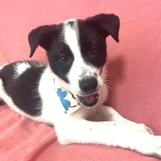 保健所からレスキューした子犬♂天