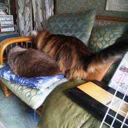 「むりやり侵入して場所を取る作戦！」サムネイル1