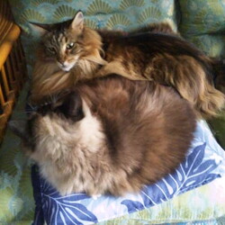 「むりやり侵入して場所を取る作戦！」サムネイル2