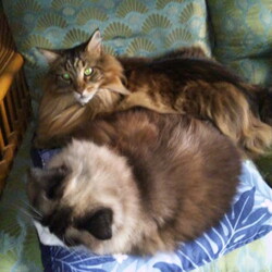 「むりやり侵入して場所を取る作戦！」サムネイル3