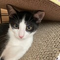元気な男の子♡３ヶ月のシンバくん