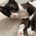 甘えん坊のジャックくん　３ヶ月
