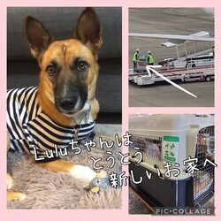 Edワンコのいろいろな秋その後
