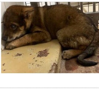 里親決定しました。