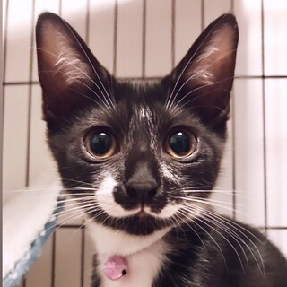 可愛くてずっと見ていたくなる♡パルンちゃん♡3ヶ月