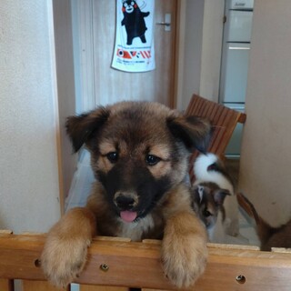 大きめの女の子