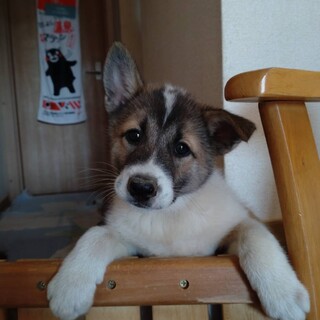 大きくなりそうな女の子