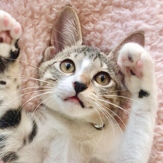 ずっと抱っこしていたい甘えんぼ♡コニーくん♡3ヶ月