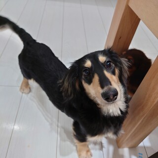 ミニチュアダックスフンド　男の子