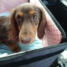 カニンヘンダックス サムネイル2