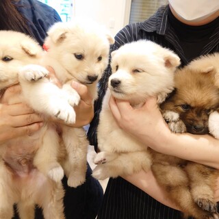 《応募多数一時停止中 》野犬っ子7匹募集です。