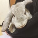 ロップイヤー オス 2ヶ月
