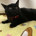 甘えん坊の僕の目は金星みたいに素敵でしょ♫