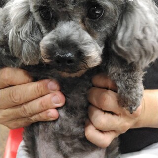 トイプのメイプルちゃん