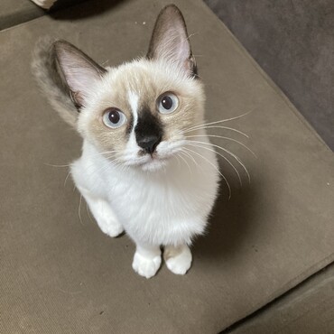 シロ