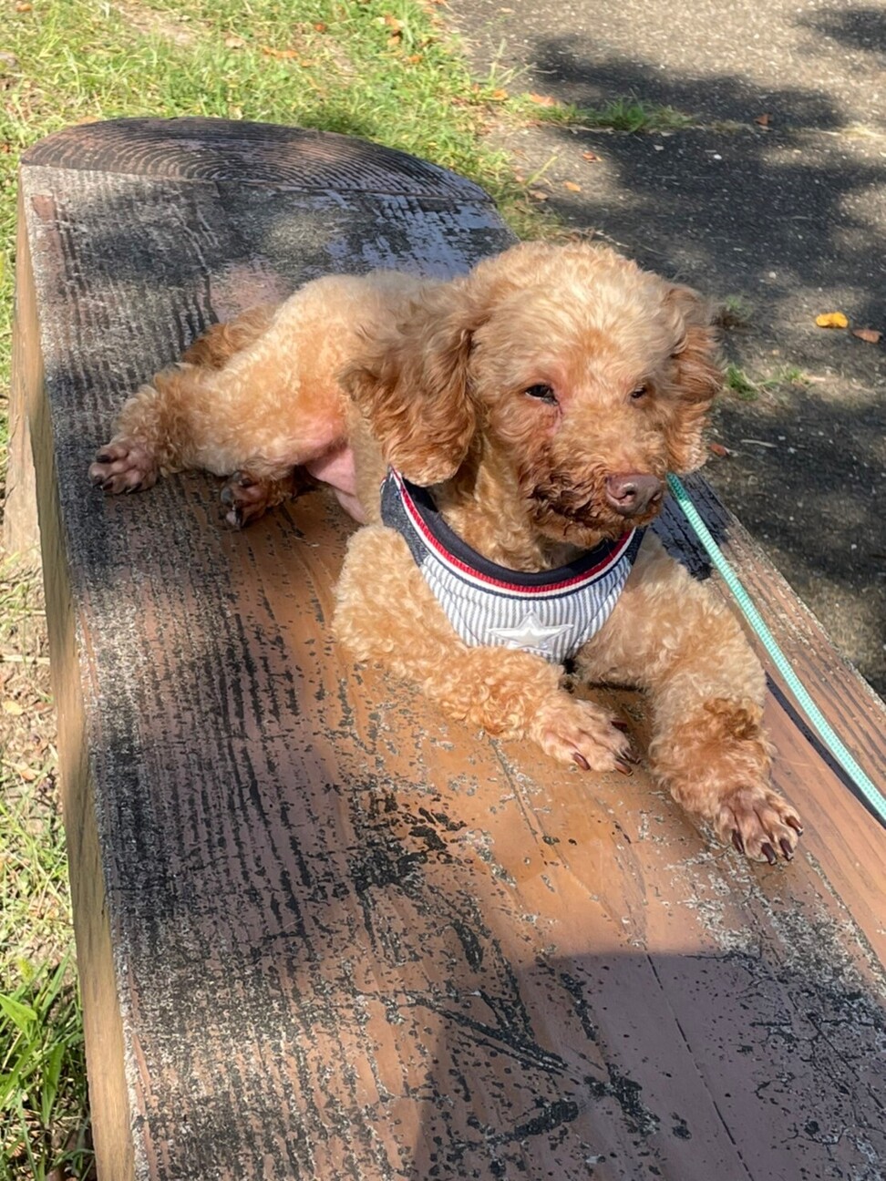 モカ君 ９歳トイプードル 大阪府 犬の里親募集 ペットのおうち 月間利用者150万人