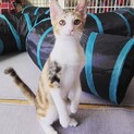 美形の三毛猫さん