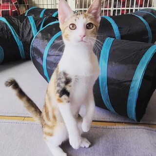 美形の三毛猫さん