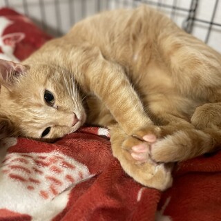 茶トラ猫 2歳 女の子♀ 