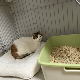 人も猫も苦手だけど‥