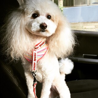 マルプー 9歳の女の子