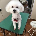 ビションプー