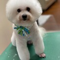 ビションフリーゼ 4歳 オス