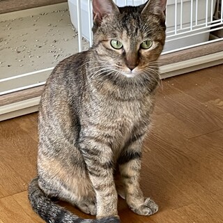 小柄な美猫さん♡麦わら猫のすずちゃん