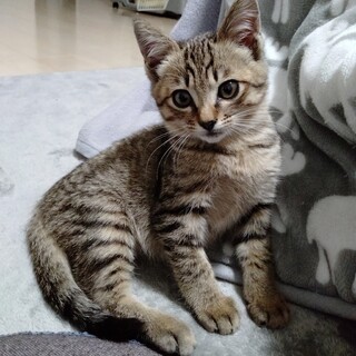 宮崎県が募集対象の猫の里親募集情報 :: ペットのおうち【月間利用者 