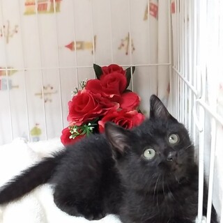 仲良し兄妹『コパ』くん♂