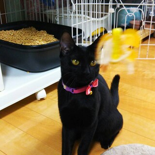 毛艶 つやつや 綺麗な ポノちゃん