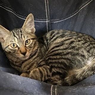 一緒にあそんで！ベンガル風トラ柄★スイム君