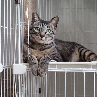 大きなキジトラ男子☆猫じゃらし大好き