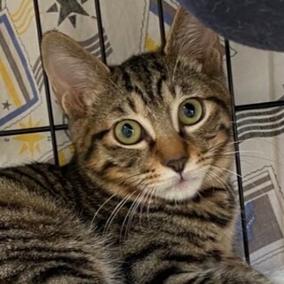 元気いっぱいベンガル風トラ柄★ランくん