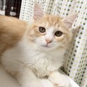 【点心】おかげさまで里親様が決まりました。